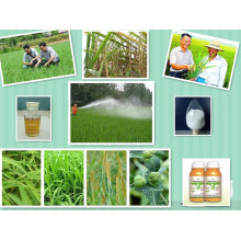 Pflanzenwachstums-Aktivator Anti-Sprouting für Kartoffeln 50% Ec (CIPC) Chlorpropham